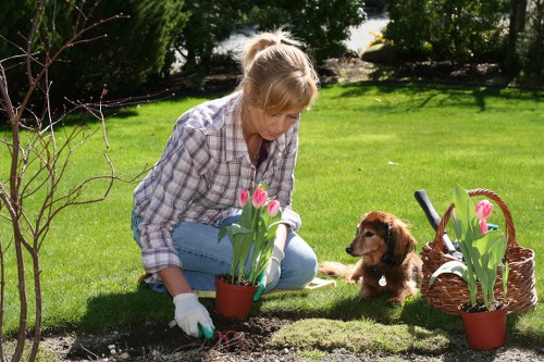 Professional garden clearance improving a Lower Morden garden