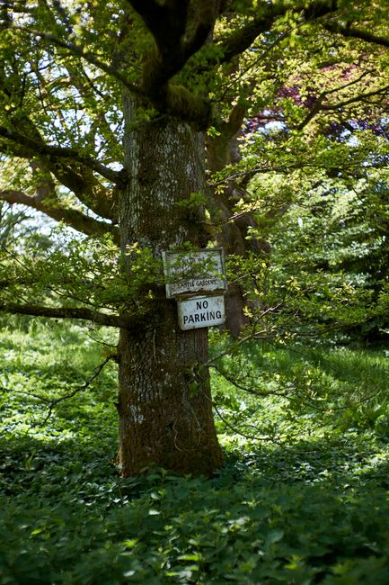 A mature, deciduous tree with a thick, textured trunk and sprawling branches covered in fresh green leaves, some of which are beginning to blossom with small white flowers. The tree is situated in a l